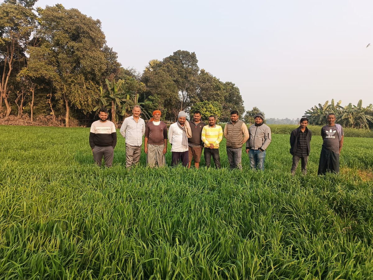 Ashok Singh - Sarvad-303 Wheat field